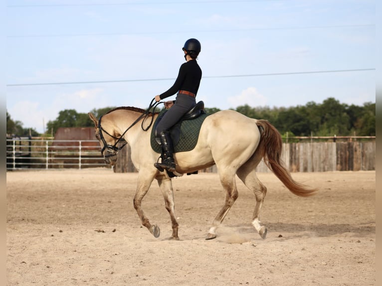 American Paint Horse Ruin 4 Jaar Champagne in Killeen