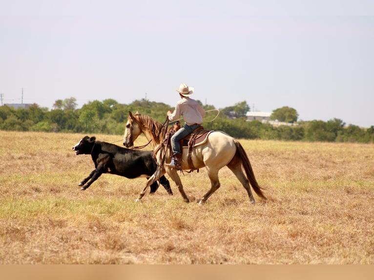 American Paint Horse Ruin 4 Jaar Champagne in Killeen
