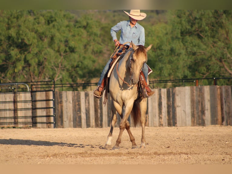 American Paint Horse Ruin 4 Jaar Champagne in Killeen