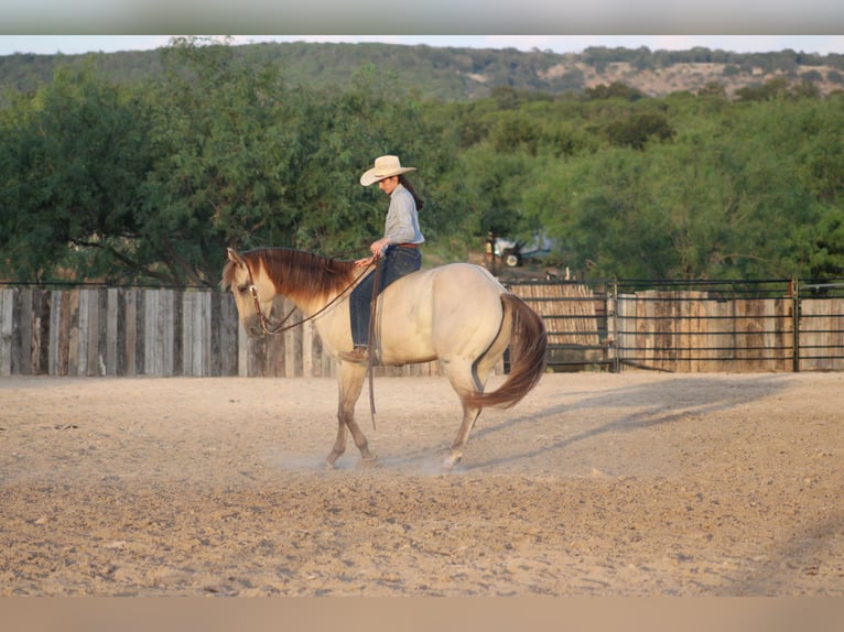American Paint Horse Ruin 4 Jaar Champagne in Killeen