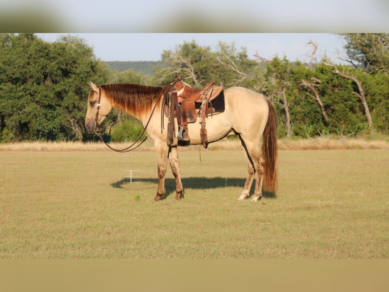 American Paint Horse Ruin 4 Jaar Champagne in Killeen