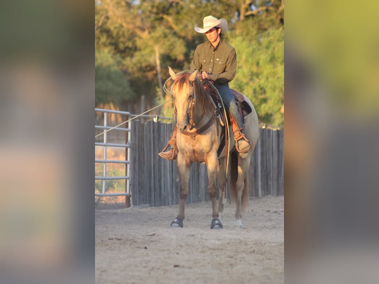 American Paint Horse Ruin 4 Jaar Champagne in Killeen