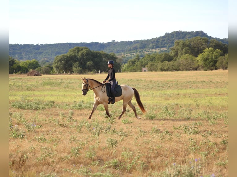 American Paint Horse Ruin 4 Jaar Champagne in Killeen