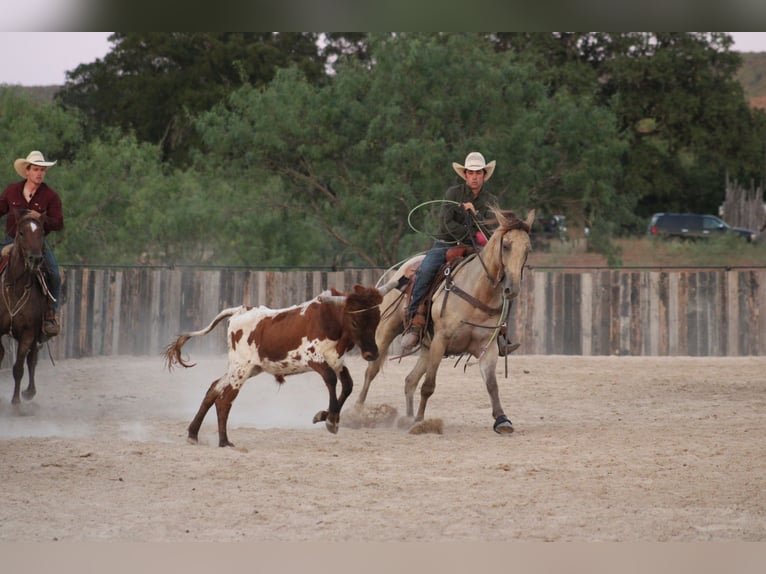 American Paint Horse Ruin 4 Jaar Champagne in Killeen
