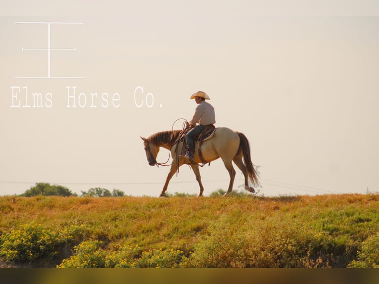 American Paint Horse Ruin 4 Jaar Champagne in Killeen