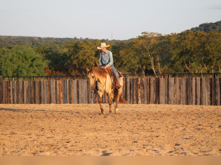 American Paint Horse Ruin 4 Jaar Champagne in Killeen