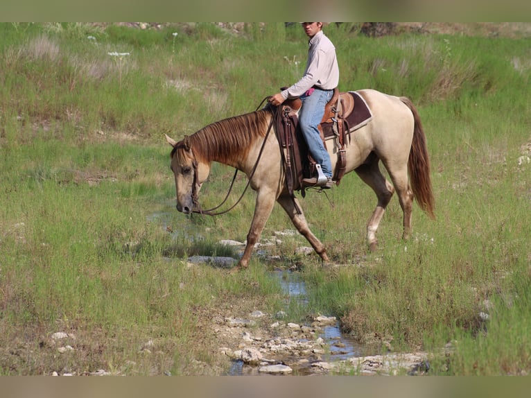 American Paint Horse Ruin 4 Jaar Champagne in Killeen