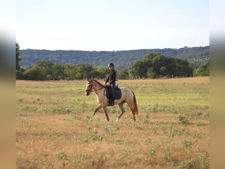American Paint Horse Ruin 4 Jaar Champagne in Killeen