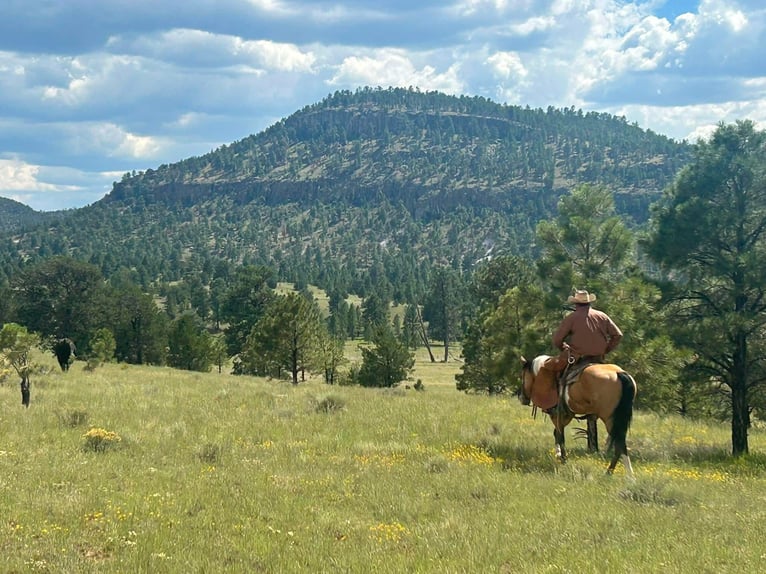 American Paint Horse Ruin 4 Jaar Tobiano-alle-kleuren in Marana