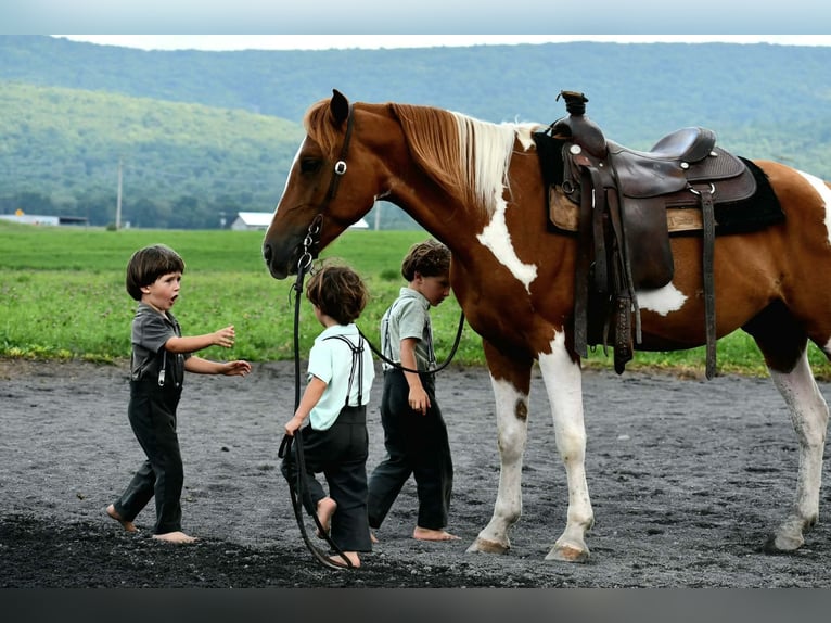 American Paint Horse Ruin 5 Jaar 142 cm Gevlekt-paard in Rebersburg