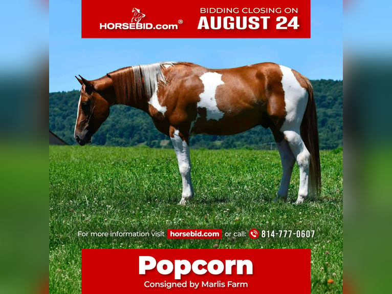American Paint Horse Ruin 5 Jaar 142 cm Gevlekt-paard in Rebersburg
