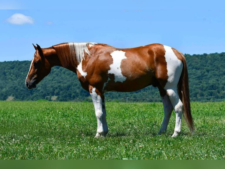 American Paint Horse Ruin 5 Jaar 142 cm Gevlekt-paard in Rebersburg