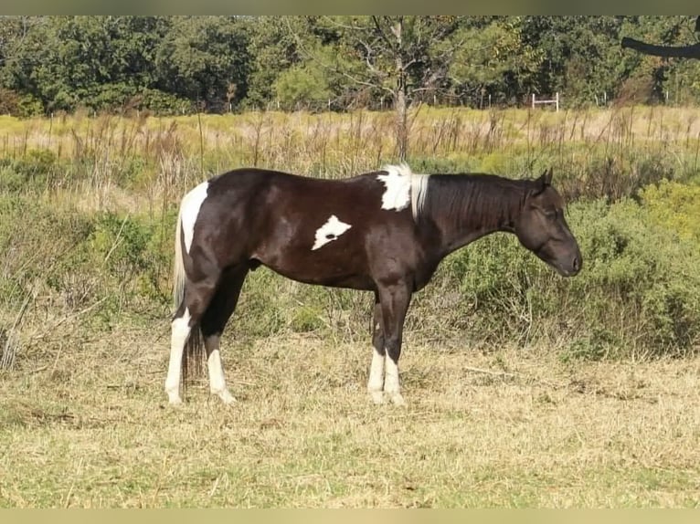 American Paint Horse Ruin 5 Jaar 142 cm Tobiano-alle-kleuren in Poolville