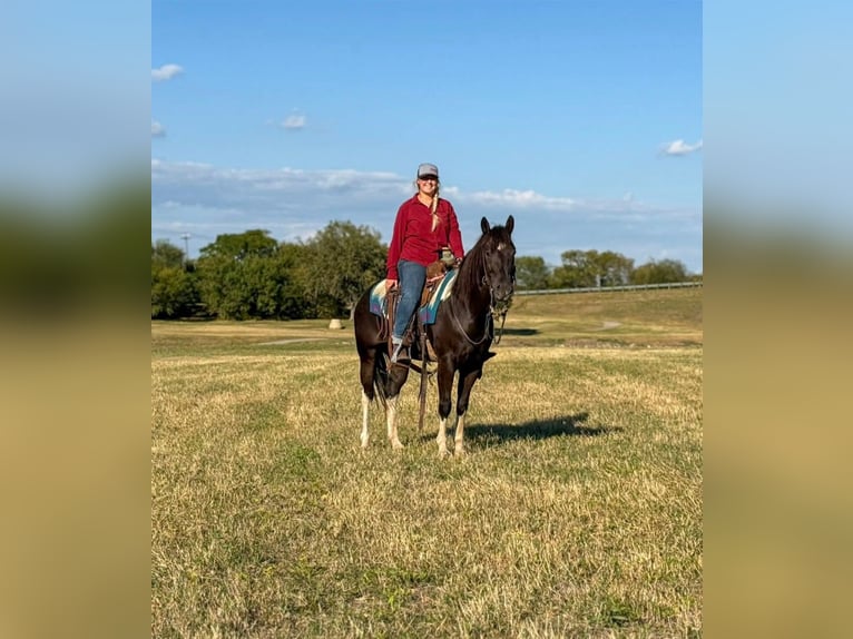 American Paint Horse Ruin 5 Jaar 142 cm Tobiano-alle-kleuren in Poolville