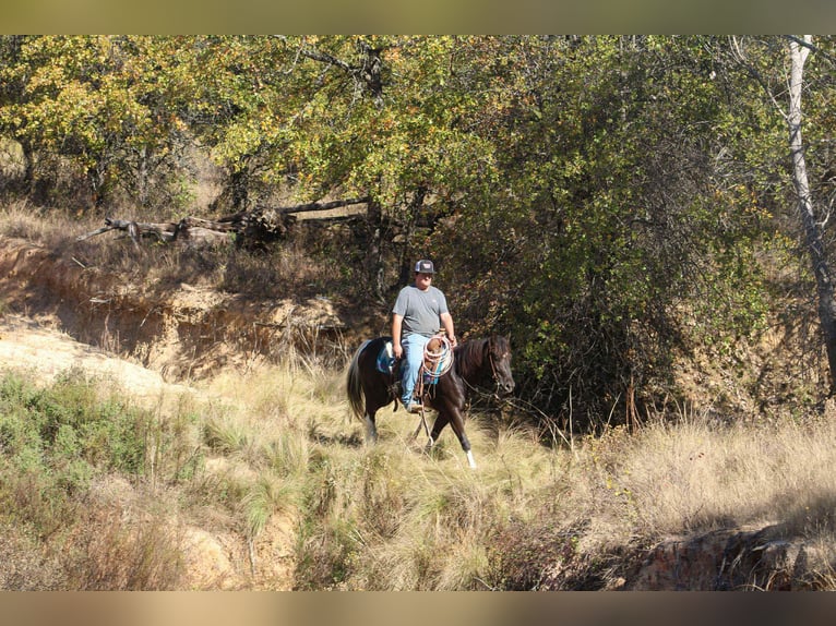 American Paint Horse Ruin 5 Jaar 142 cm Tobiano-alle-kleuren in Poolville TX