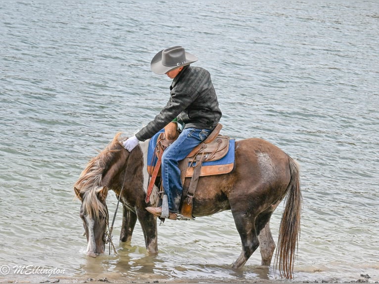 American Paint Horse Ruin 5 Jaar 147 cm Gevlekt-paard in Rigby