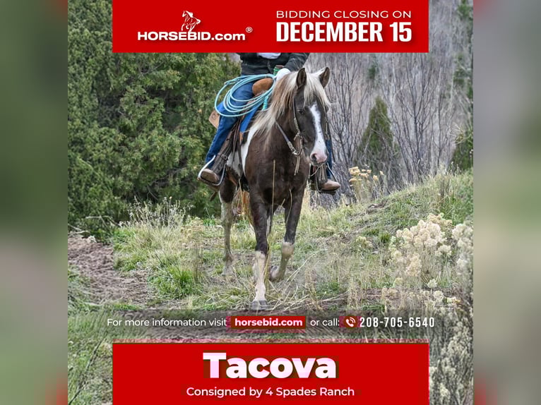 American Paint Horse Ruin 5 Jaar 147 cm Gevlekt-paard in Rigby