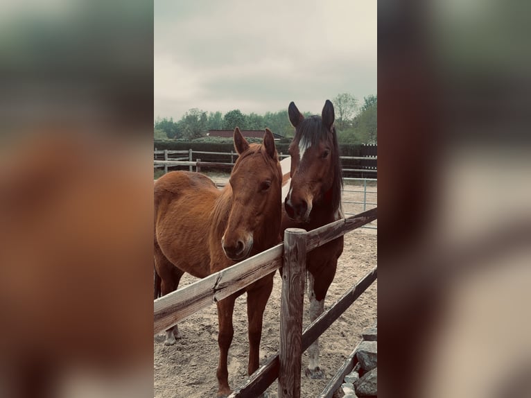 American Paint Horse Ruin 5 Jaar 150 cm Gevlekt-paard in Rastede