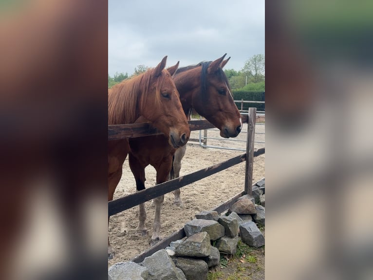 American Paint Horse Ruin 5 Jaar 150 cm Gevlekt-paard in Rastede