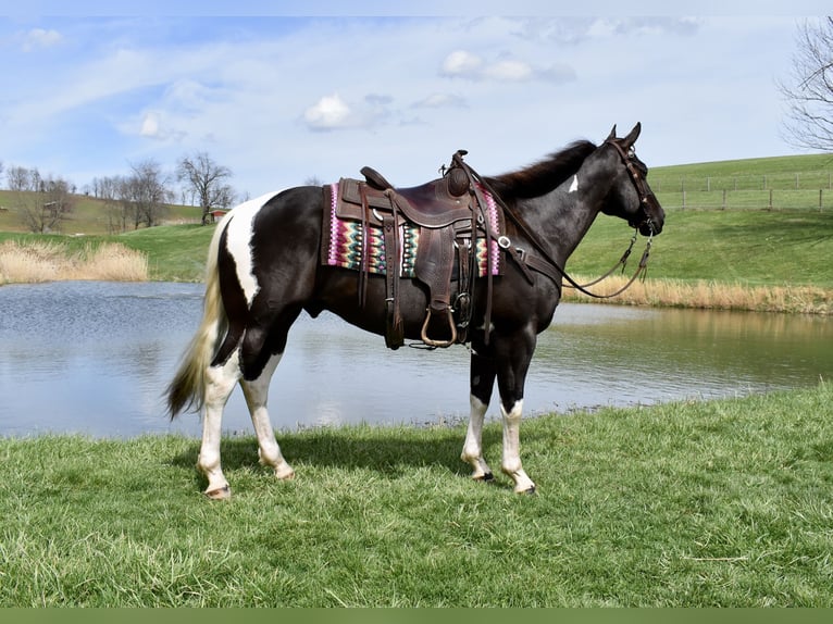 American Paint Horse Ruin 5 Jaar 150 cm Gevlekt-paard in Fresno