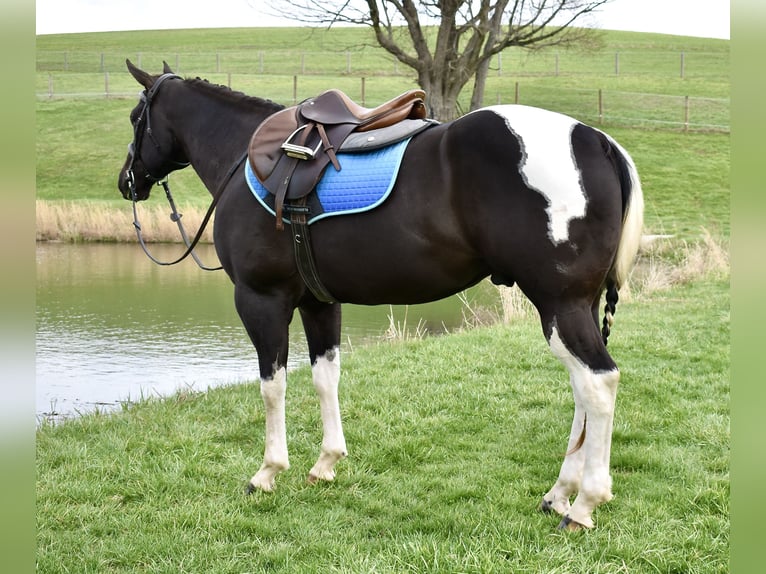 American Paint Horse Ruin 5 Jaar 150 cm Gevlekt-paard in Fresno