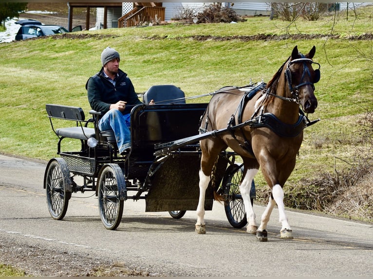 American Paint Horse Ruin 5 Jaar 150 cm Gevlekt-paard in Fresno
