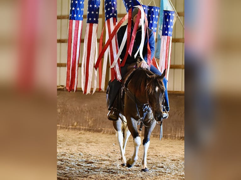 American Paint Horse Ruin 5 Jaar 150 cm Gevlekt-paard in Fresno