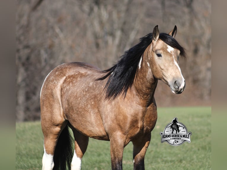American Paint Horse Mix Ruin 5 Jaar 150 cm Gevlekt-paard in Mount Vernon