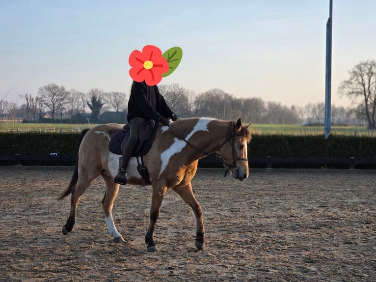 American Paint Horse Mix Ruin 5 Jaar 150 cm Overo-alle-kleuren in Wageningen