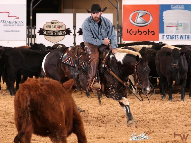American Paint Horse Ruin 5 Jaar 150 cm Tobiano-alle-kleuren in Holland, IA