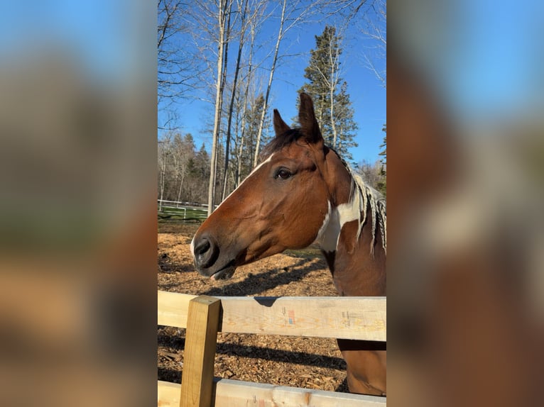 American Paint Horse Ruin 5 Jaar 152 cm Bruin in Maine