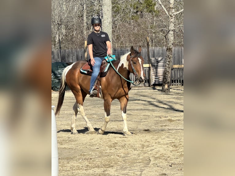 American Paint Horse Ruin 5 Jaar 152 cm Bruin in Maine