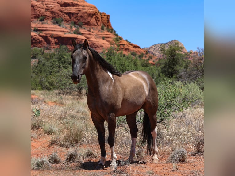 American Paint Horse Ruin 5 Jaar 152 cm Grullo in Camp Verde