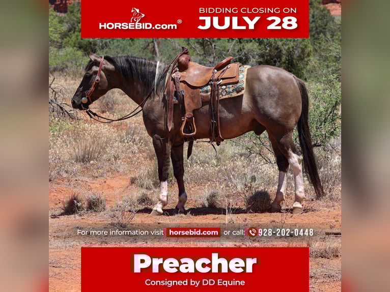 American Paint Horse Ruin 5 Jaar 152 cm Grullo in Camp Verde