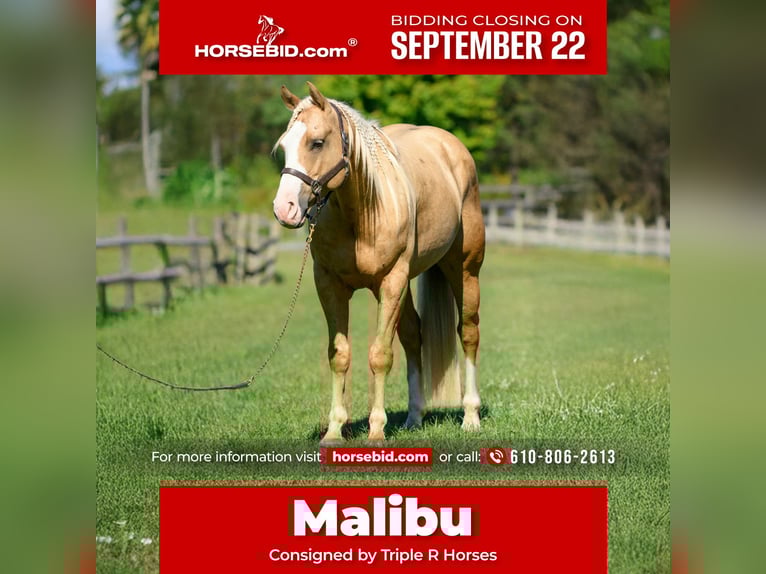 American Paint Horse Ruin 5 Jaar 152 cm Palomino in New Holland