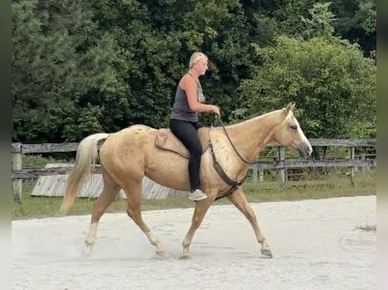 American Paint Horse Ruin 5 Jaar 152 cm Palomino in New Holland