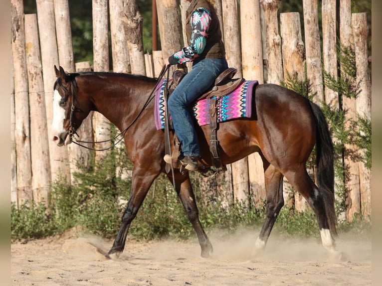 American Paint Horse Ruin 5 Jaar 152 cm Roodbruin in Athens