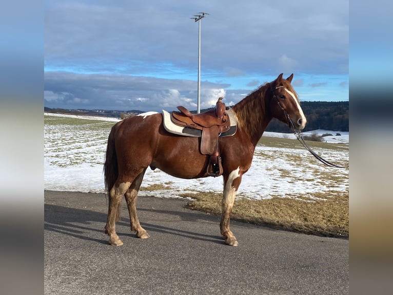 American Paint Horse Mix Ruin 5 Jaar 153 cm Gevlekt-paard in Deuerling