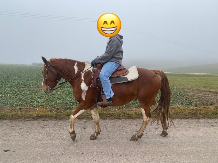 American Paint Horse Mix Ruin 5 Jaar 153 cm Gevlekt-paard in Deuerling