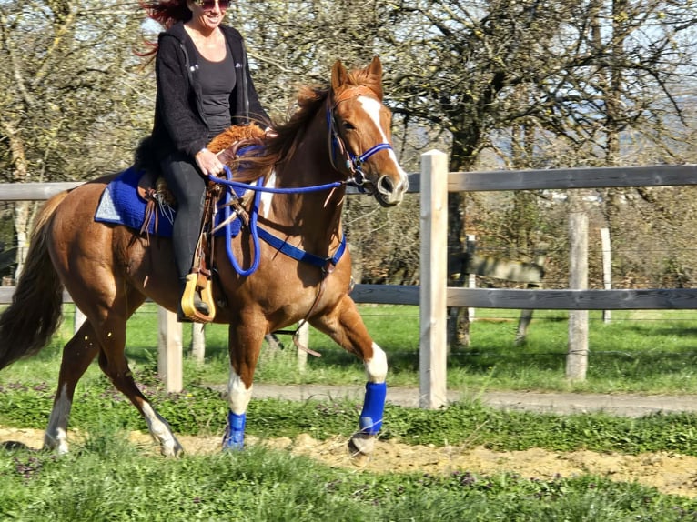 American Paint Horse Mix Ruin 5 Jaar 155 cm Gevlekt-paard in Linkenbach