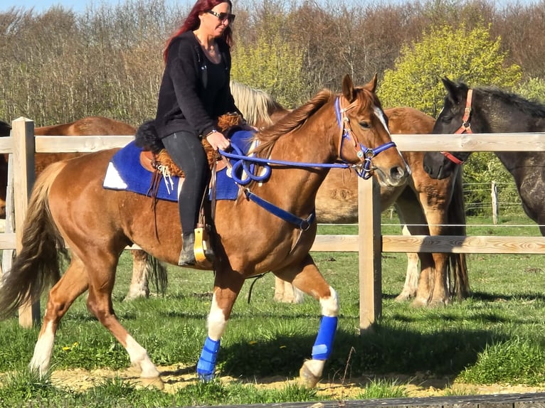 American Paint Horse Mix Ruin 5 Jaar 155 cm Gevlekt-paard in Linkenbach