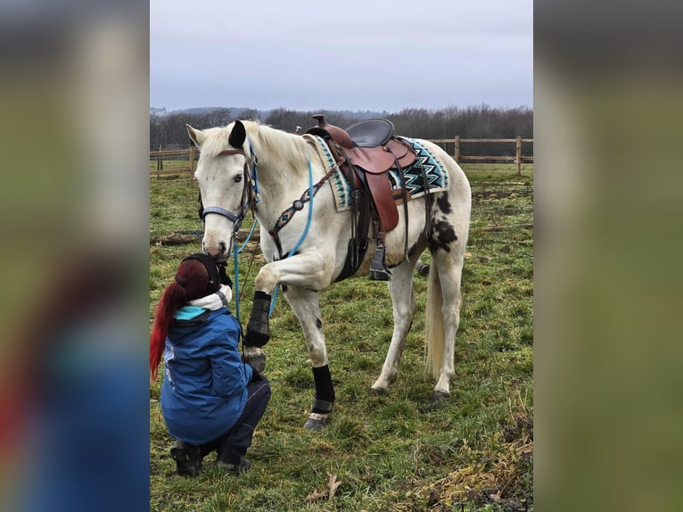 American Paint Horse Mix Ruin 5 Jaar 156 cm Gevlekt-paard in Linkenbach