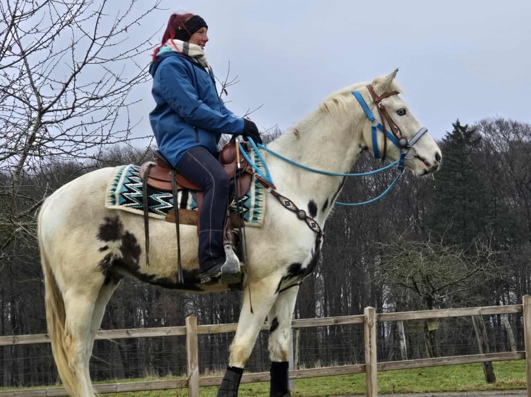 American Paint Horse Mix Ruin 5 Jaar 156 cm Gevlekt-paard in Linkenbach