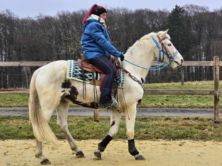 American Paint Horse Mix Ruin 5 Jaar 156 cm Gevlekt-paard in Linkenbach