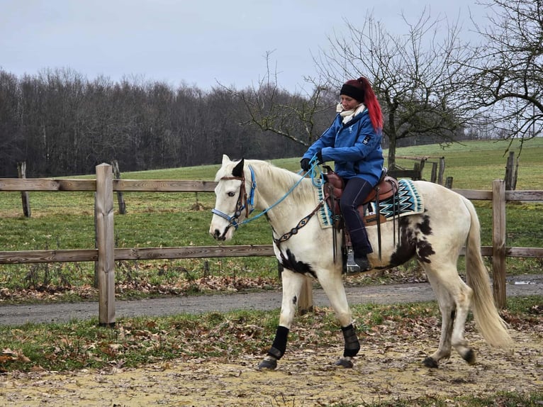 American Paint Horse Mix Ruin 5 Jaar 156 cm Gevlekt-paard in Linkenbach