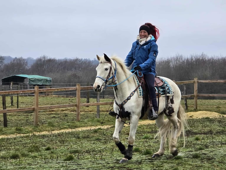 American Paint Horse Mix Ruin 5 Jaar 156 cm Gevlekt-paard in Linkenbach