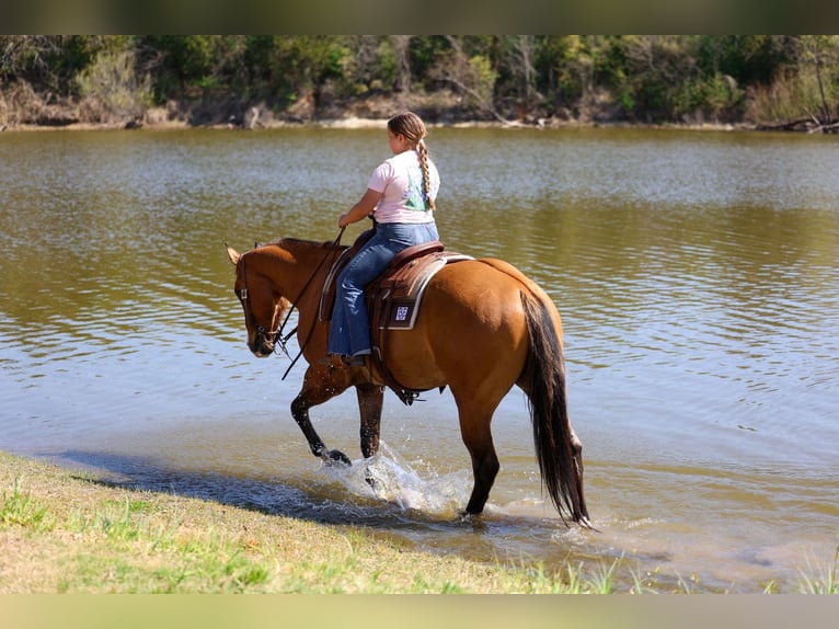 American Paint Horse Ruin 5 Jaar 157 cm Falbe in Forney