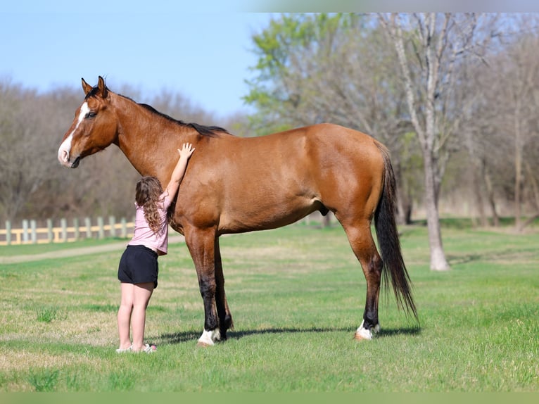 American Paint Horse Ruin 5 Jaar 157 cm Falbe in Forney