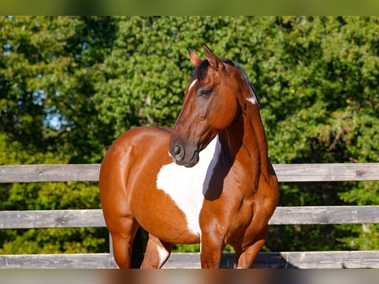 American Paint Horse Mix Ruin 5 Jaar 157 cm Gevlekt-paard in Clover