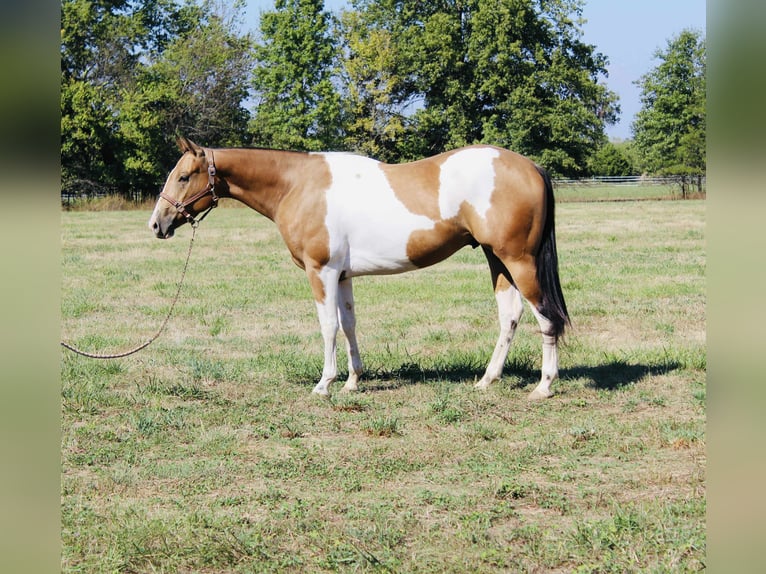 American Paint Horse Ruin 5 Jaar 157 cm Gevlekt-paard in Brownstown